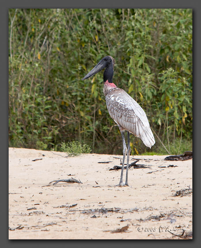 IMAGE: http://www.edrotberg.org/images/Adolescent%20Jabiru%20Stork%203.jpg