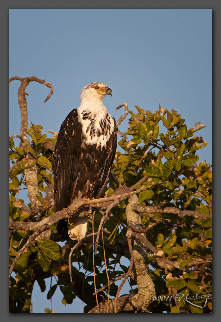 IMAGE: http://www.edrotberg.org/images/African%20Fish%20Eagle.jpg