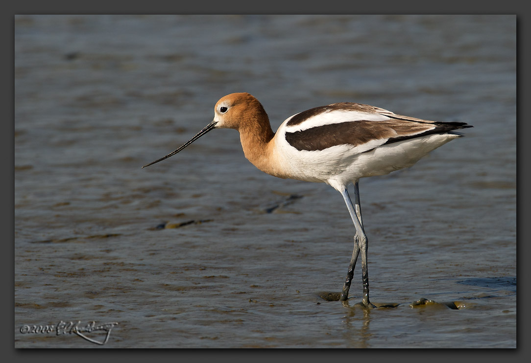 IMAGE: http://www.edrotberg.org/images/American%20Avocet%20-%20Breeding%20plumage.jpg