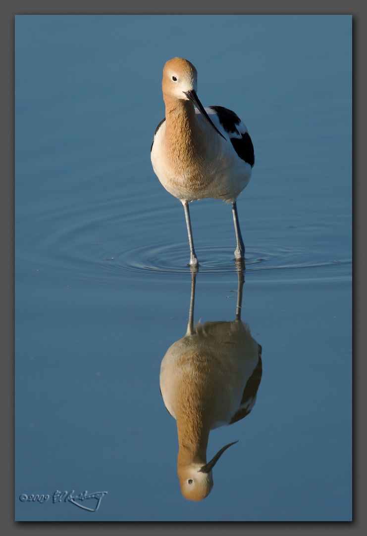 IMAGE: http://www.edrotberg.org/images/American%20Avocet%20-%20breeding%20plumage%20-%20reflection.jpg