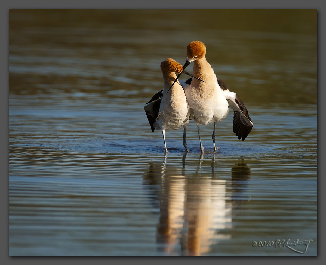 IMAGE: http://www.edrotberg.org/images/American%20Avocets%20-%20post%20mating%202.jpg