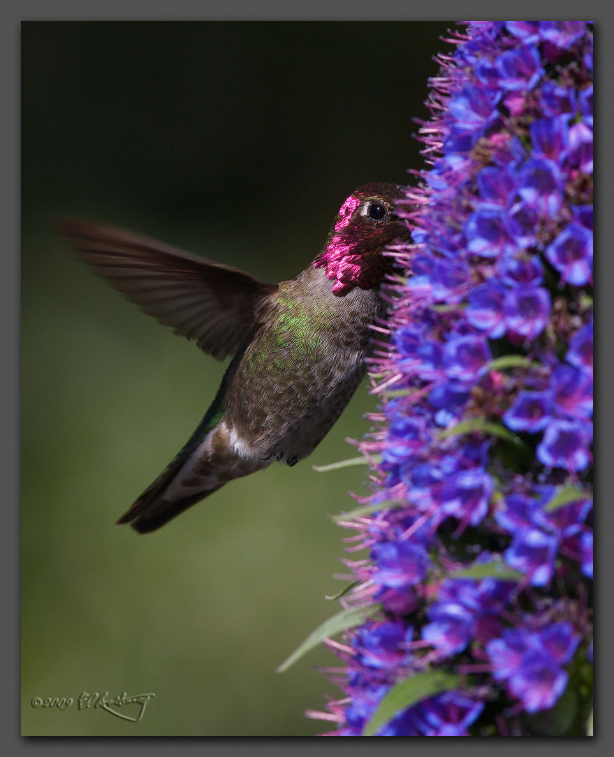 IMAGE: http://www.edrotberg.org/images/Annas%20Male%20at%20flower.jpg