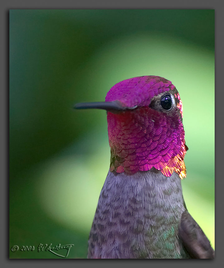 IMAGE: http://www.edrotberg.org/images/Annas%20Portrait.jpg