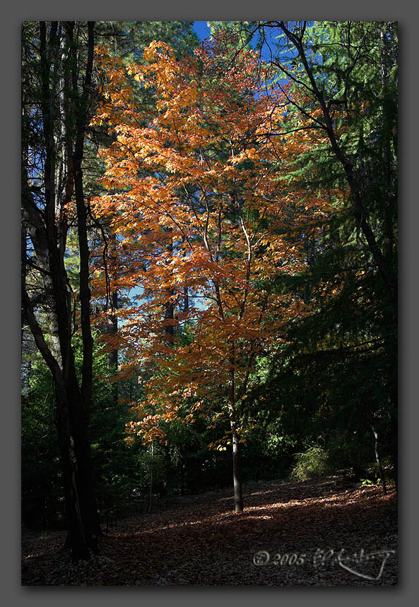 IMAGE: http://www.edrotberg.org/images/Autumnal%20Glow.jpg