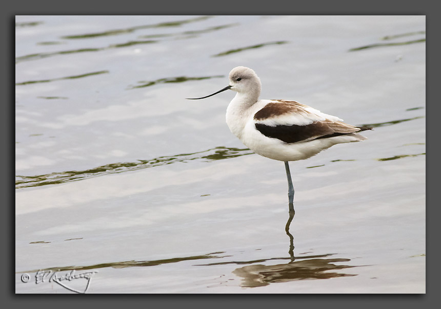 IMAGE: http://www.edrotberg.org/images/Avocet.jpg