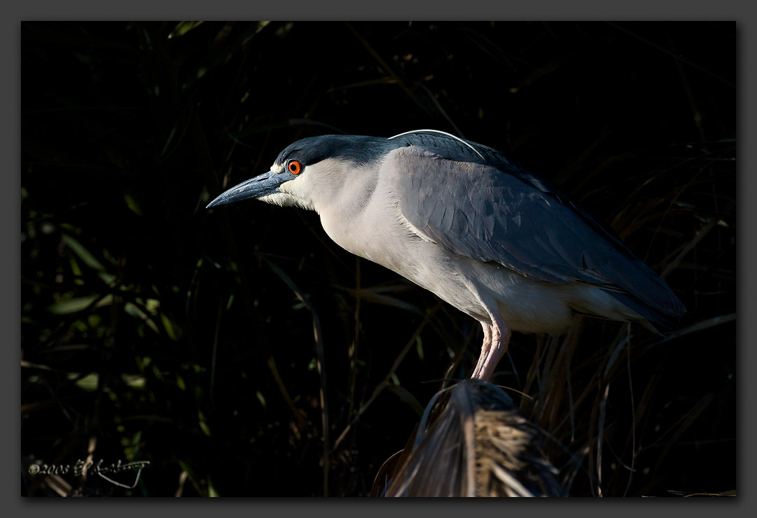 IMAGE: http://www.edrotberg.org/images/BCNH%20Profile.jpg