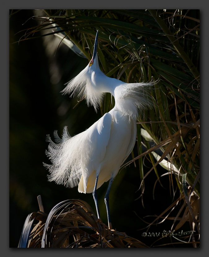 IMAGE: http://www.edrotberg.org/images/Backlit%20Snowy%20-%20breeding%20display.jpg