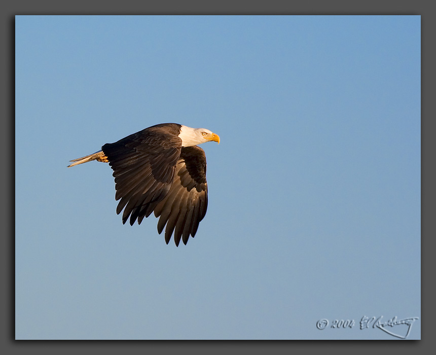 IMAGE: http://www.edrotberg.org/images/Bald%20Eagle%201.jpg