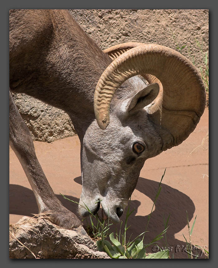 IMAGE: http://www.edrotberg.org/images/Big%20Horn%201.jpg