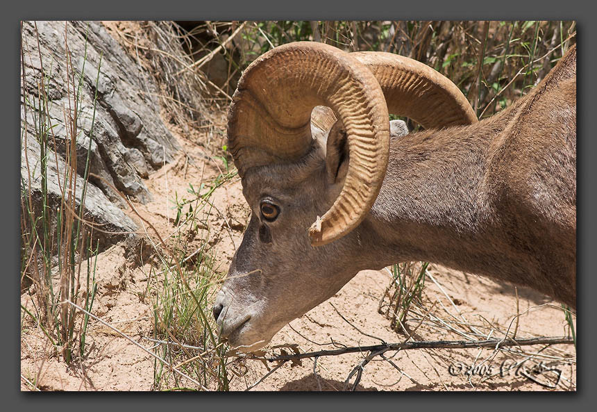 IMAGE: http://www.edrotberg.org/images/Big%20Horn%202.jpg