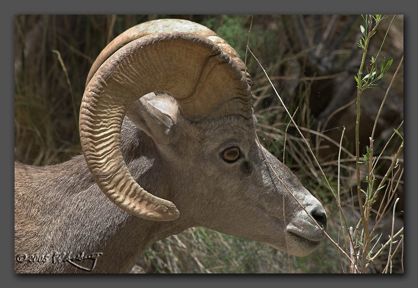 IMAGE: http://www.edrotberg.org/images/Big%20Horn%203.jpg