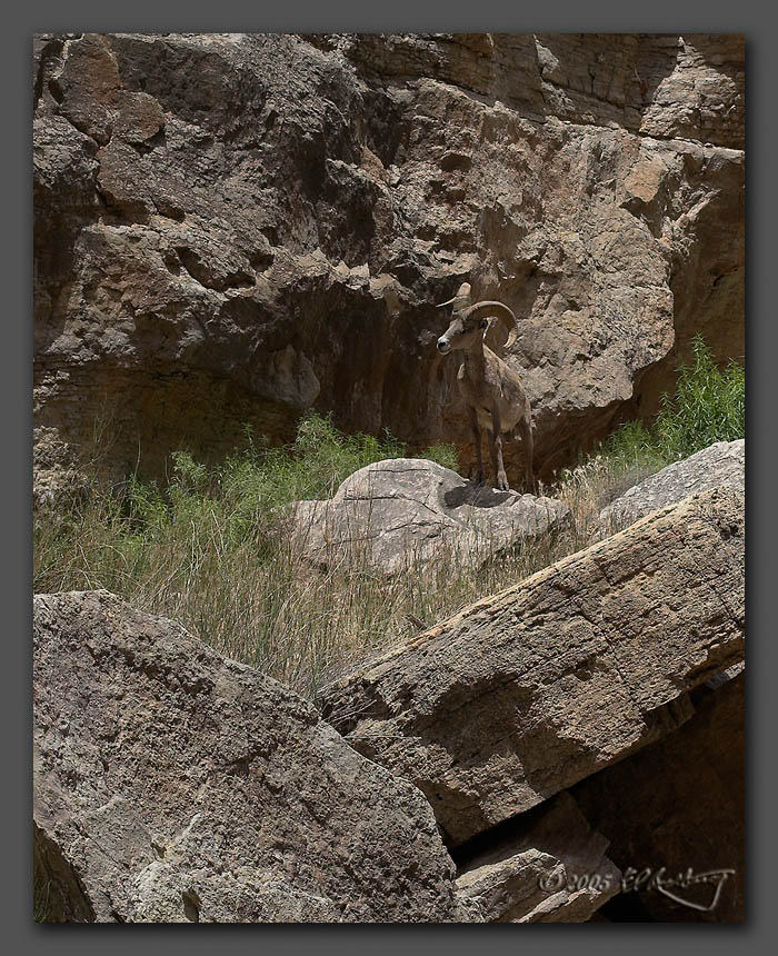 IMAGE: http://www.edrotberg.org/images/Big%20Horn%204.jpg