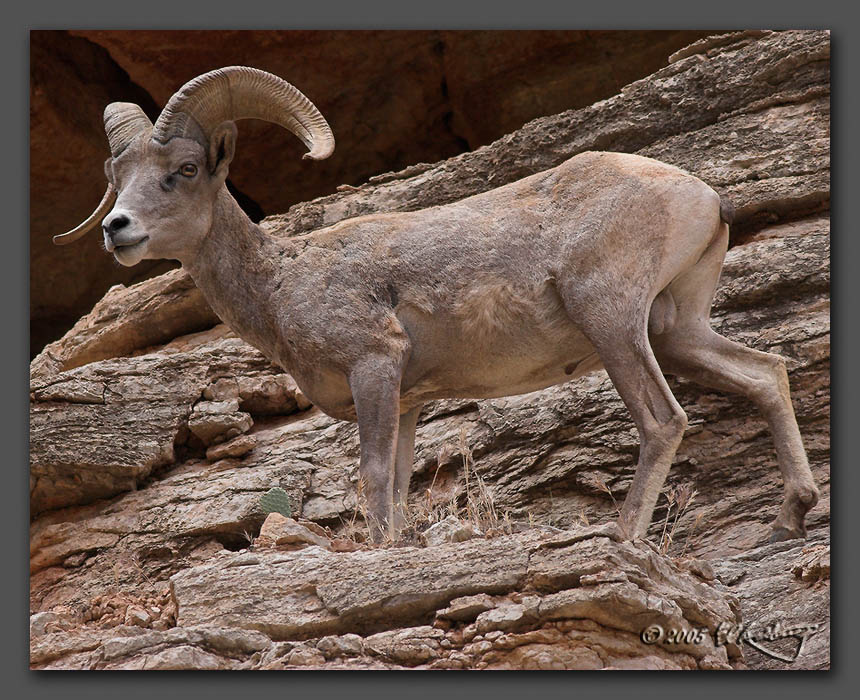 IMAGE: http://www.edrotberg.org/images/Big%20Horn%205.jpg