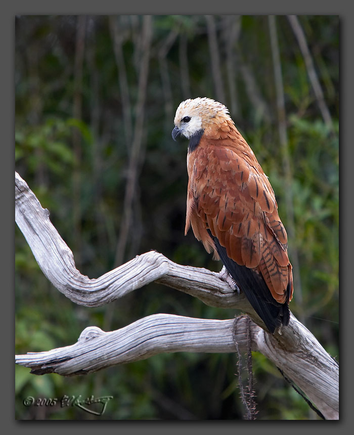 IMAGE: http://www.edrotberg.org/images/Black%20Collared%20Hawk%202.jpg