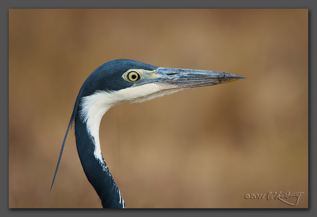 IMAGE: http://www.edrotberg.org/images/Black-headed%20Heron%20portrait.jpg