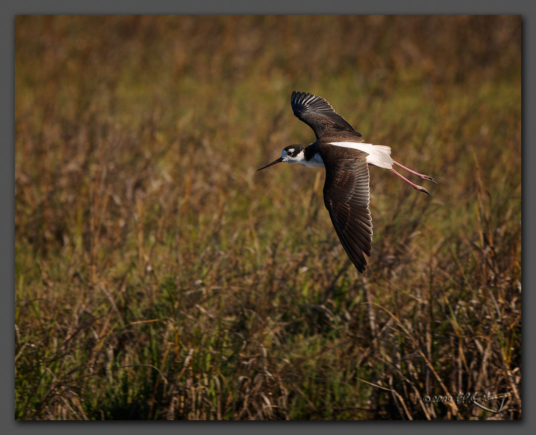 IMAGE: http://www.edrotberg.org/images/Black-necked%20Stilt%20-%20landing.jpg