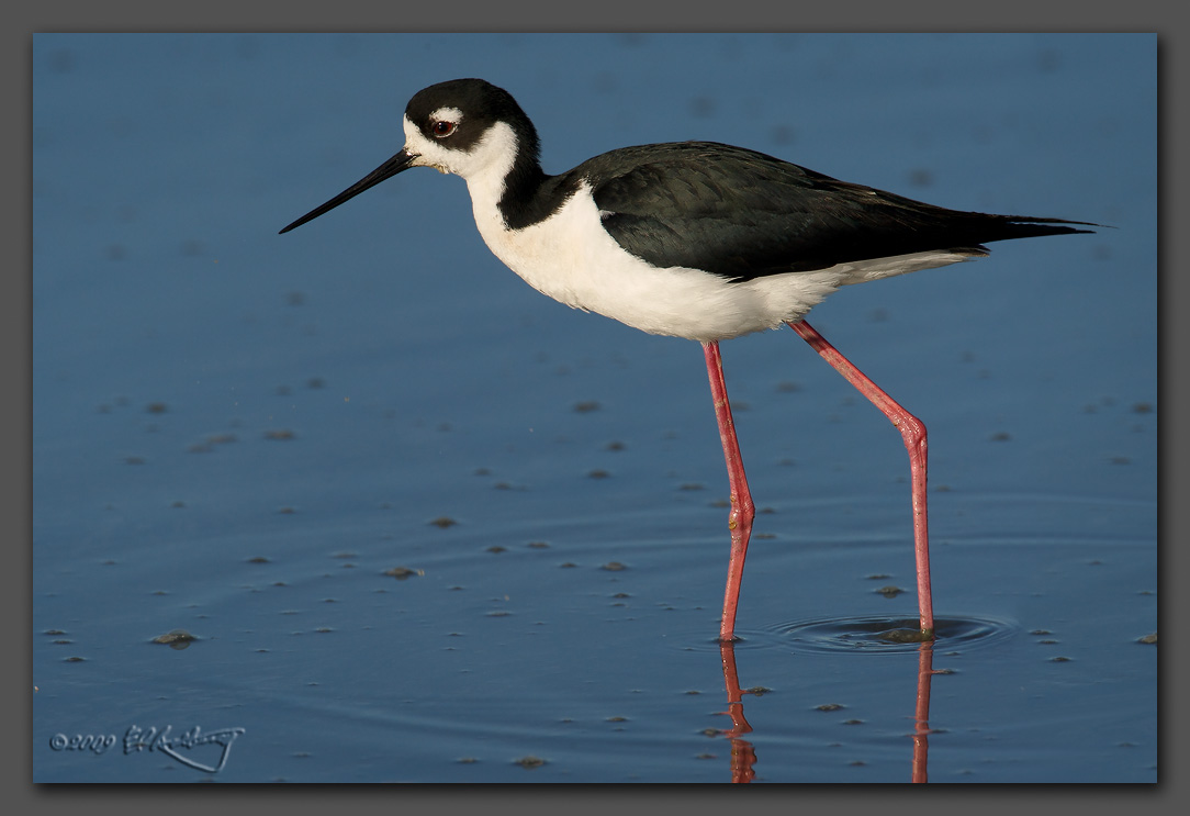 IMAGE: http://www.edrotberg.org/images/Black-necked%20Stilt%20profile.jpg