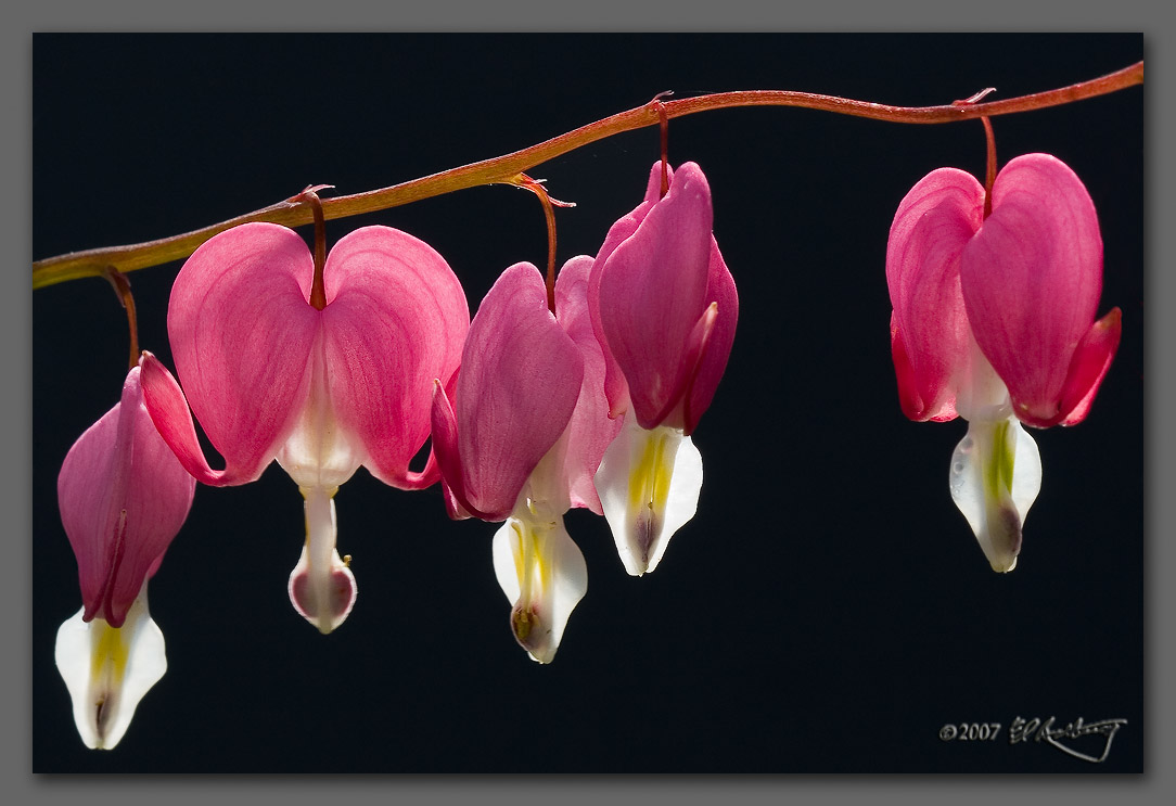 IMAGE: http://www.edrotberg.org/images/Bleeding%20Hearts.jpg