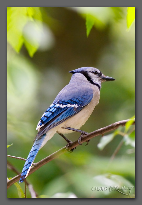 IMAGE: http://www.edrotberg.org/images/Blue%20Jay%20dn.jpg