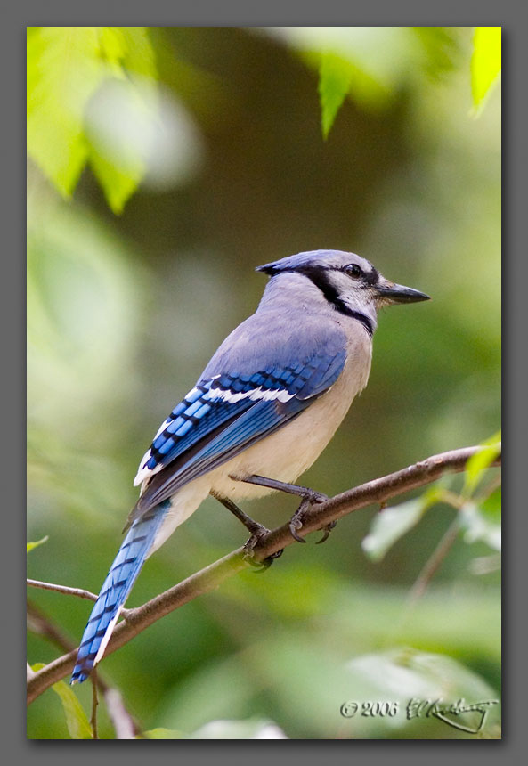 IMAGE: http://www.edrotberg.org/images/Blue%20Jay.jpg