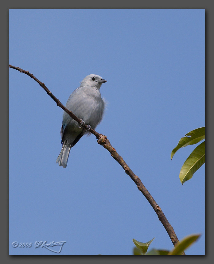 IMAGE: http://www.edrotberg.org/images/Blue-gray%20Tanager%201.jpg