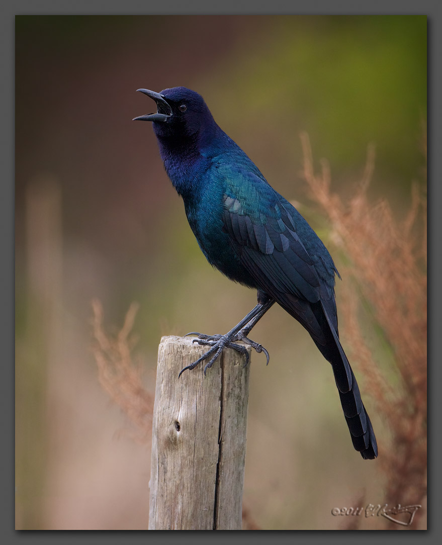 IMAGE: http://www.edrotberg.org/images/Boat-tailed%20Grackle%20-%20male.jpg