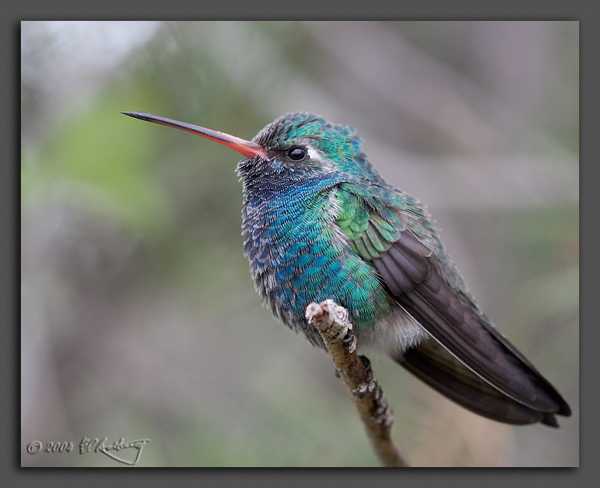 IMAGE: http://www.edrotberg.org/images/Broadbilled%20Hummingbird%20%231.jpg