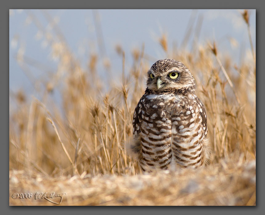 IMAGE: http://www.edrotberg.org/images/Burrowing%20Owls%2011.jpg