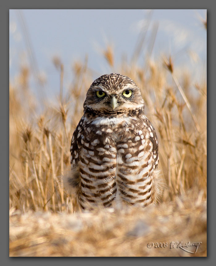 IMAGE: http://www.edrotberg.org/images/Burrowing%20Owls%2012.jpg