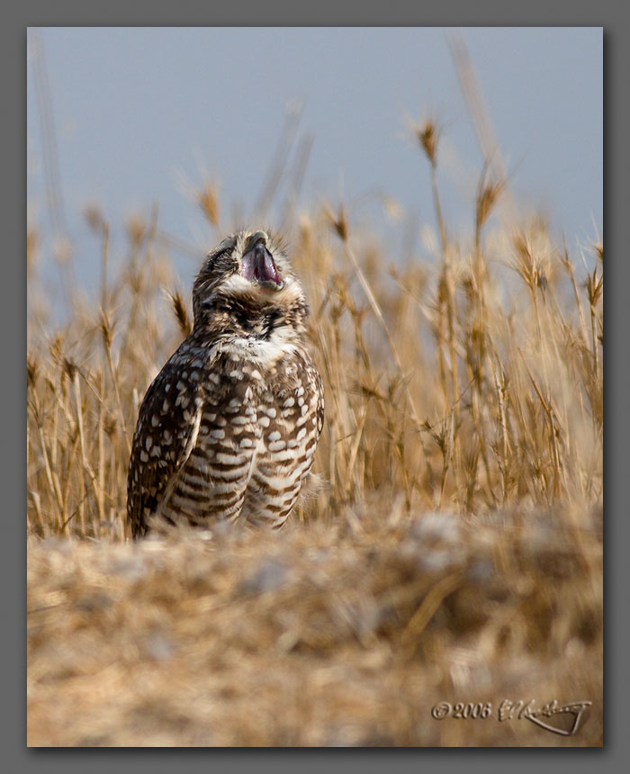 IMAGE: http://www.edrotberg.org/images/Burrowing%20Owls%2013.jpg
