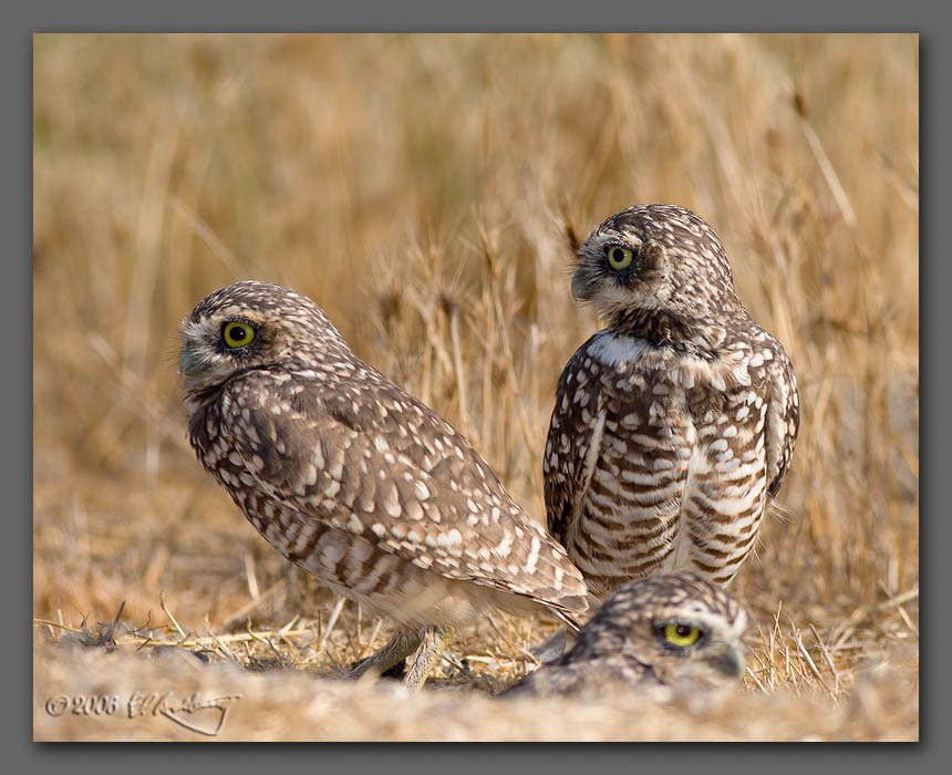 IMAGE: http://www.edrotberg.org/images/Burrowing%20Owls%2015.jpg