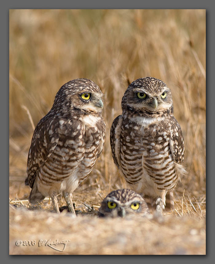IMAGE: http://www.edrotberg.org/images/Burrowing%20Owls%2018.jpg