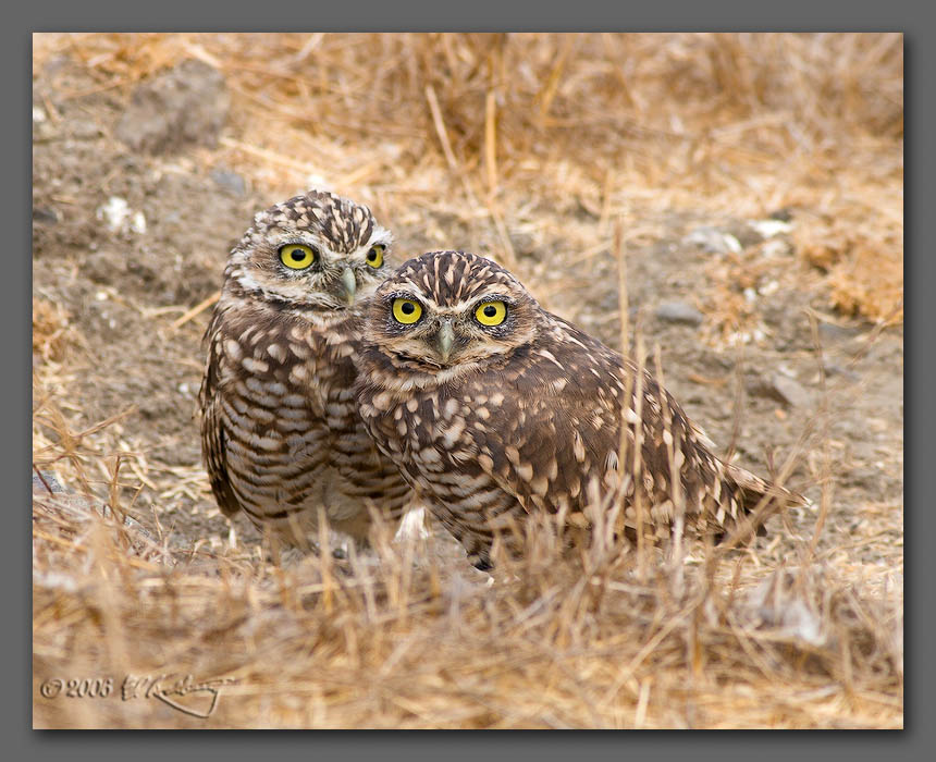 IMAGE: http://www.edrotberg.org/images/Burrowing%20Owls%206.jpg