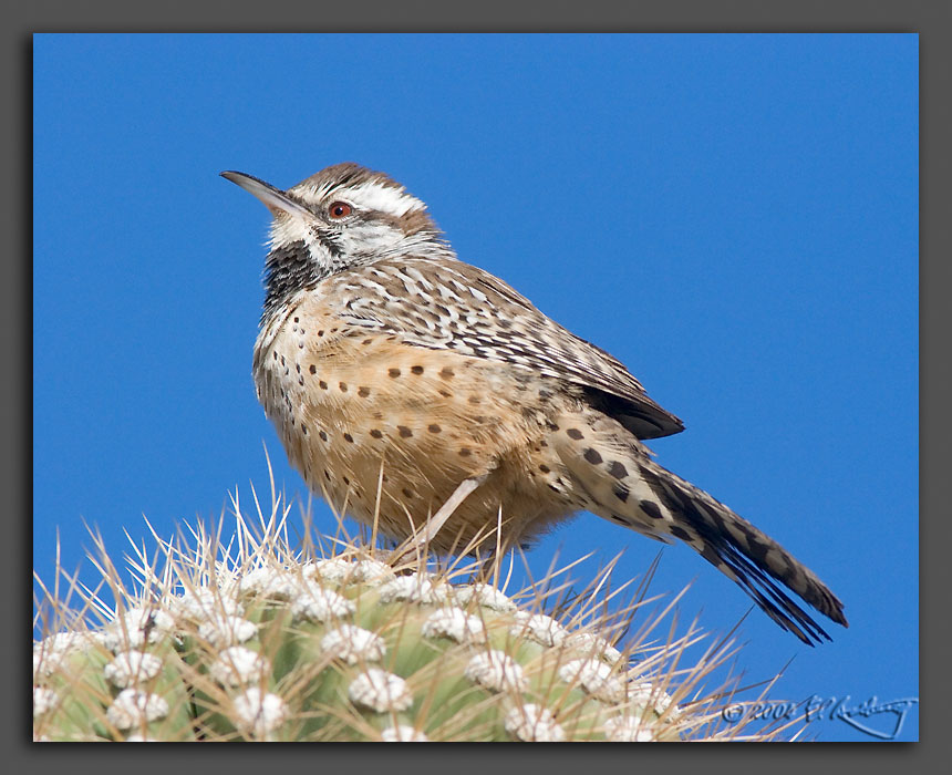 IMAGE: http://www.edrotberg.org/images/Cactus%20Wren.jpg