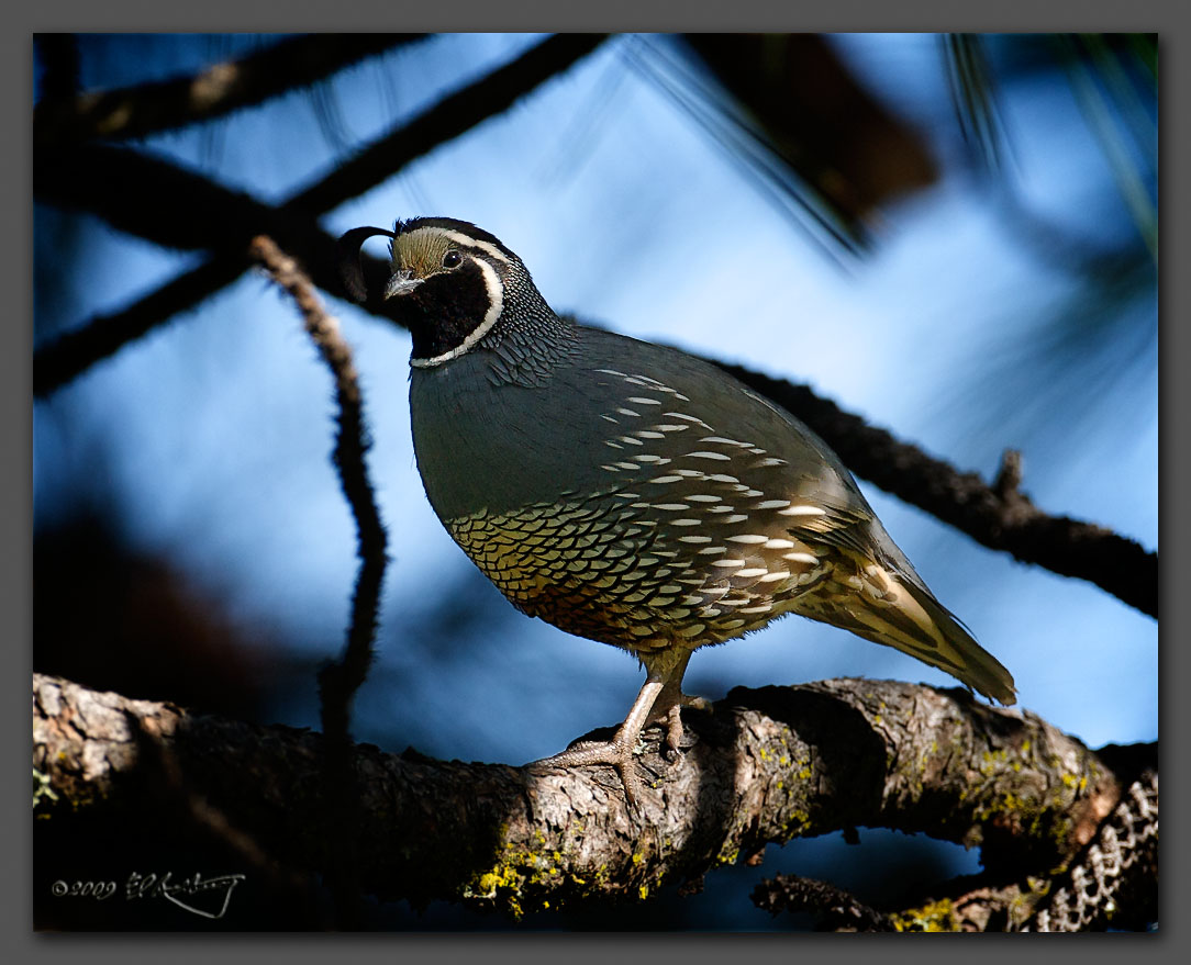 IMAGE: http://www.edrotberg.org/images/California%20Quail%2001.jpg