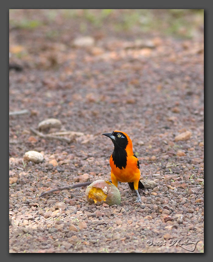 IMAGE: http://www.edrotberg.org/images/Campo%20Troupial%202.jpg