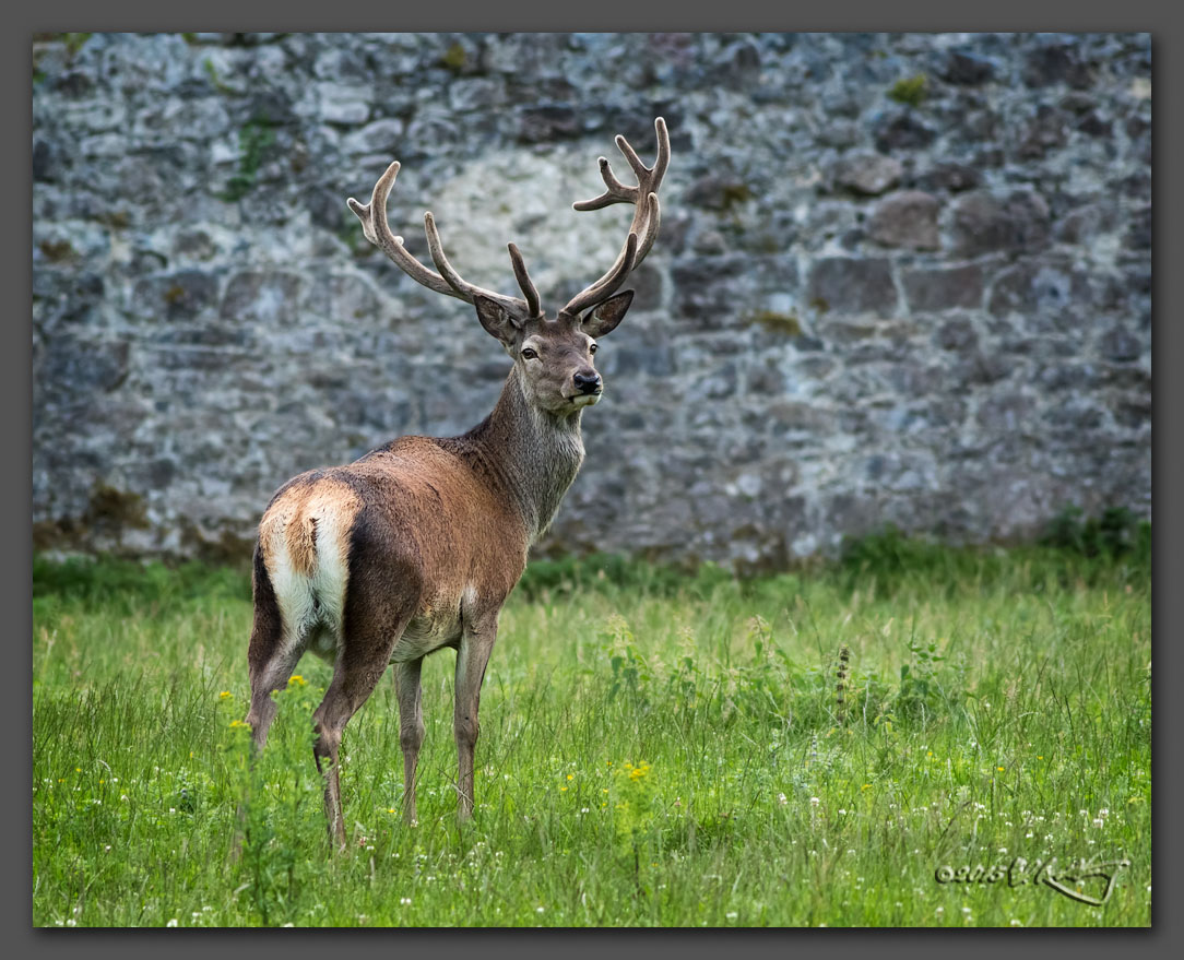 IMAGE: http://www.edrotberg.org/images/Canon%20400mm%20f5.6L/Red%20Deer%20stag.jpg