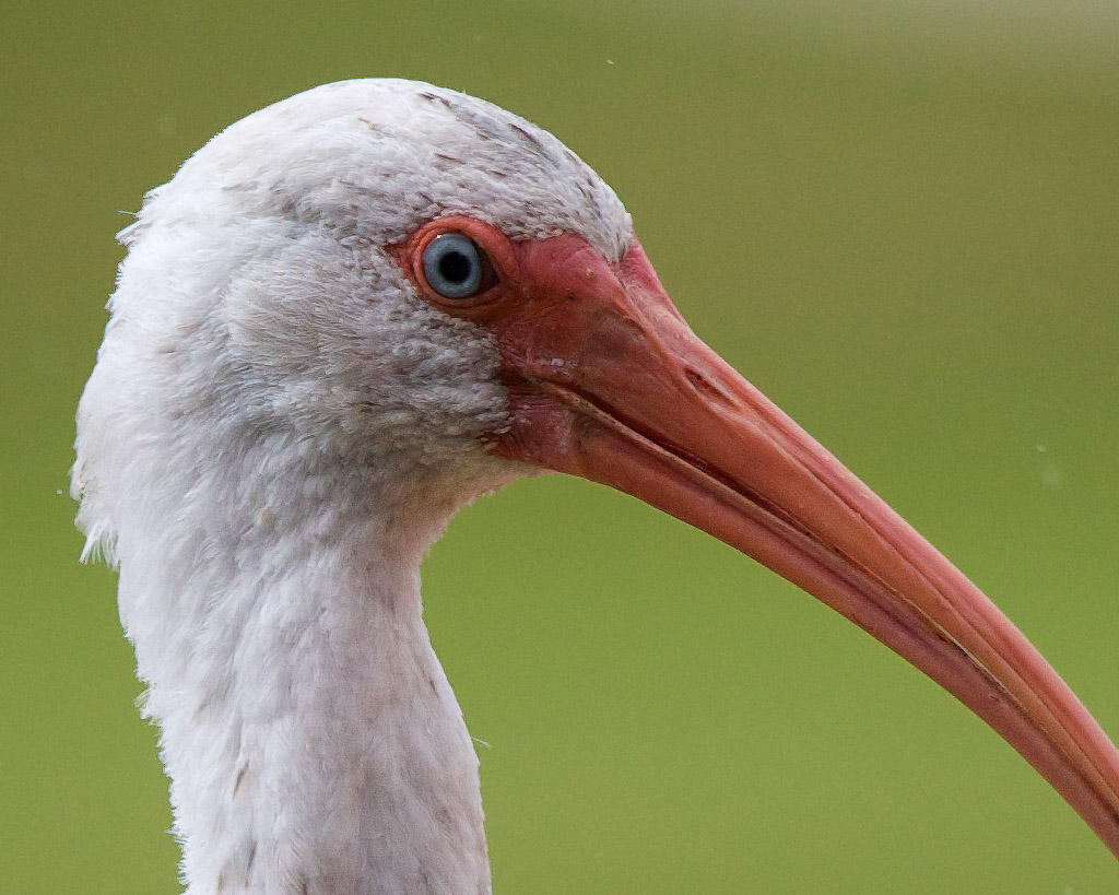 IMAGE: http://www.edrotberg.org/images/Canon%20400mm%20f5.6L/White%20Ibis%20100%20percent%20crop.jpg