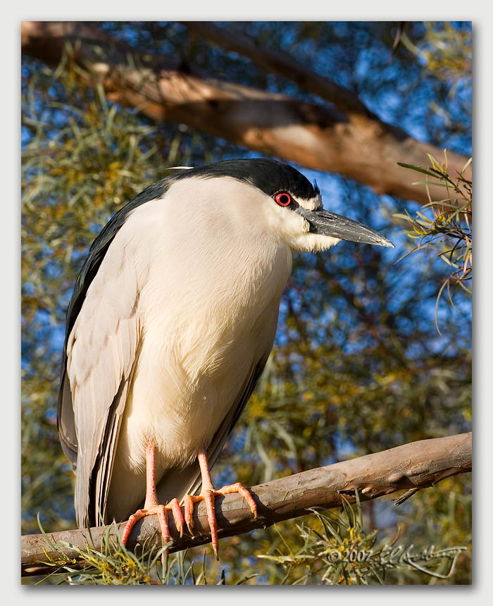 IMAGE: http://www.edrotberg.org/images/Canon%20DPF/BCNH%201.jpg