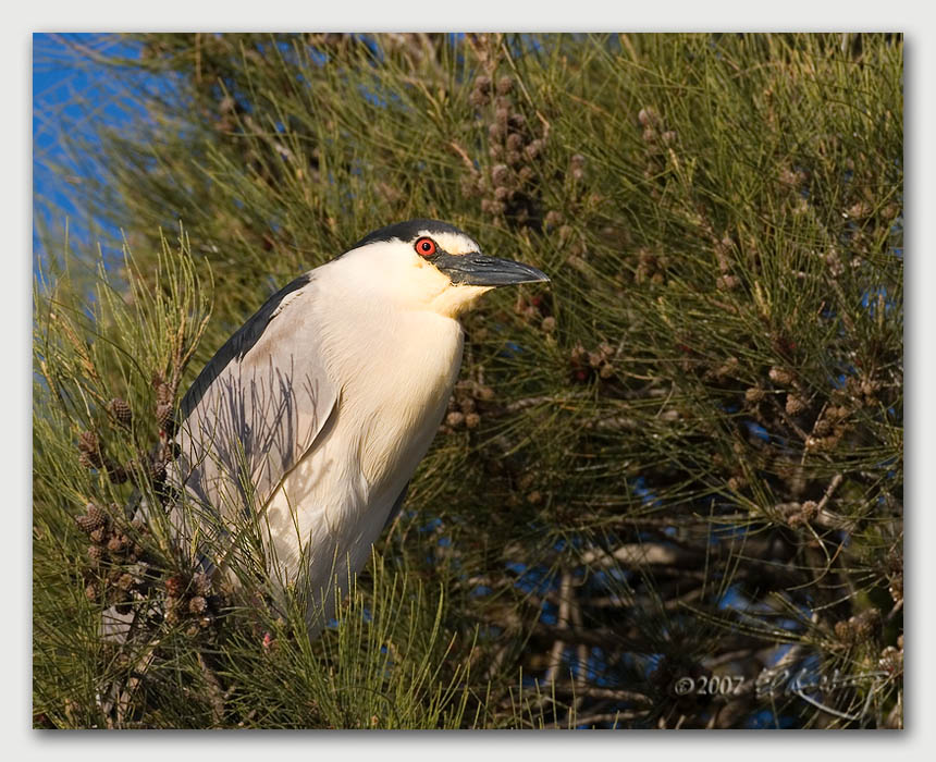 IMAGE: http://www.edrotberg.org/images/Canon%20DPF/BCNH%202.jpg