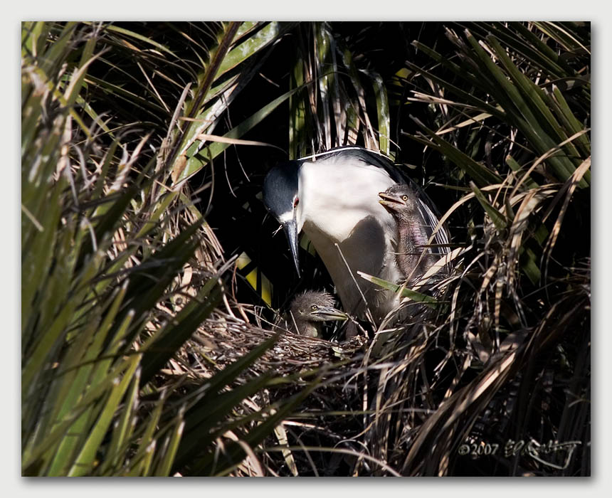 IMAGE: http://www.edrotberg.org/images/Canon%20DPF/BCNH%20Chicks%201.jpg