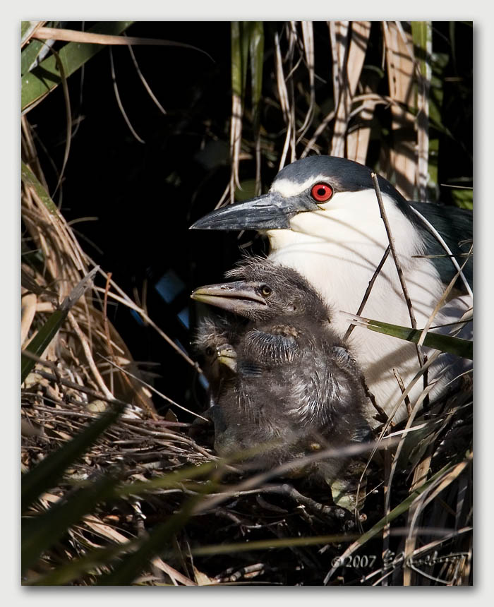 IMAGE: http://www.edrotberg.org/images/Canon%20DPF/BCNH%20Chicks%202.jpg