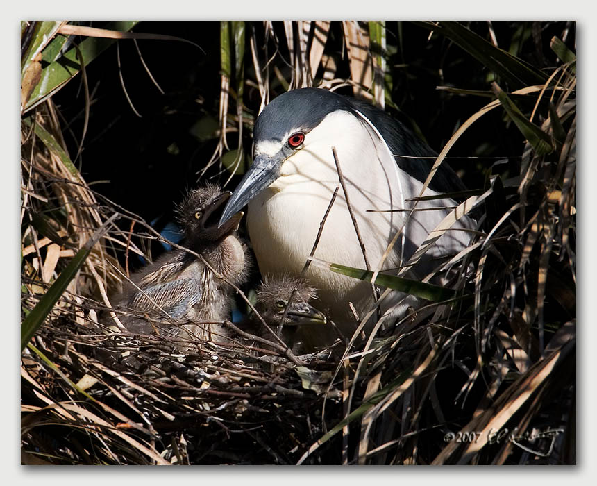 IMAGE: http://www.edrotberg.org/images/Canon%20DPF/BCNH%20Chicks%204.jpg