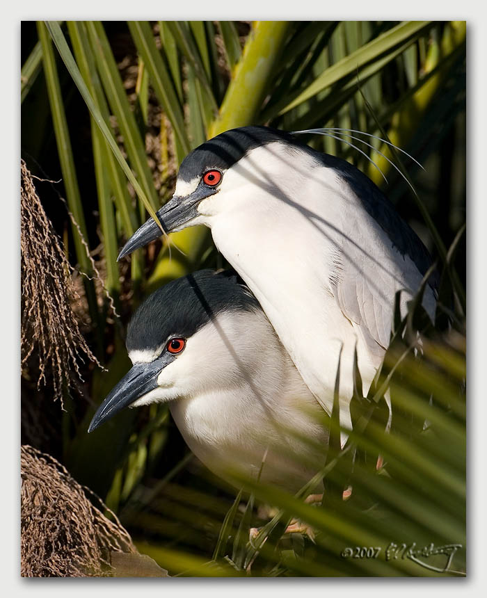 IMAGE: http://www.edrotberg.org/images/Canon%20DPF/BCNH%20Pair.jpg