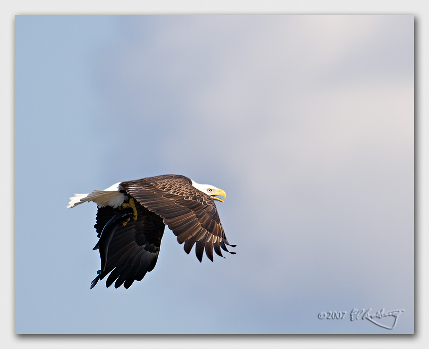 IMAGE: http://www.edrotberg.org/images/Canon%20DPF/Bald%20Eagle%20with%20fish.jpg