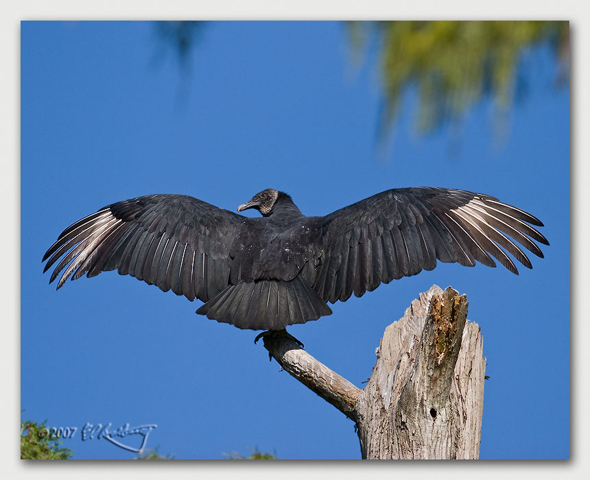 IMAGE: http://www.edrotberg.org/images/Canon%20DPF/Black%20Vulture%20wing%20spread.jpg