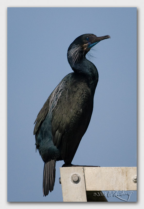 IMAGE: http://www.edrotberg.org/images/Canon%20DPF/Brandts%20Cormorant%20-%20breeding%20plumage.jpg