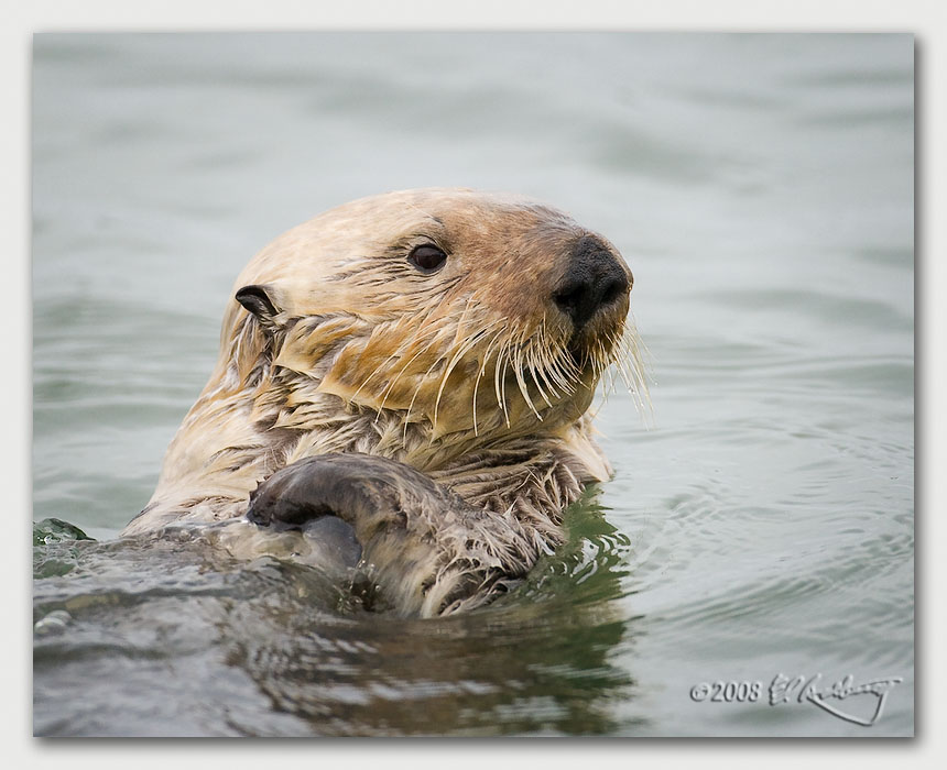 IMAGE: http://www.edrotberg.org/images/Canon%20DPF/California%20Blonde.jpg