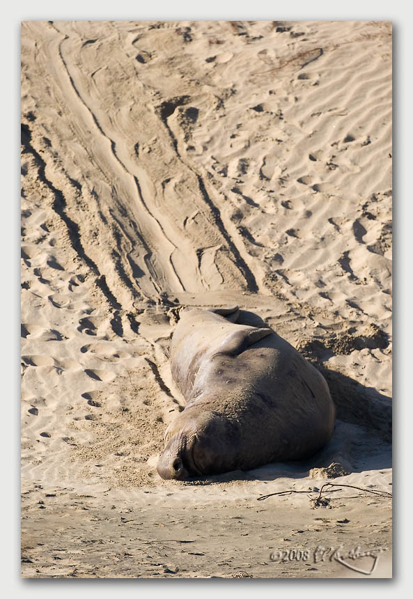IMAGE: http://www.edrotberg.org/images/Canon%20DPF/Elephant%20Seal%20Trail.jpg
