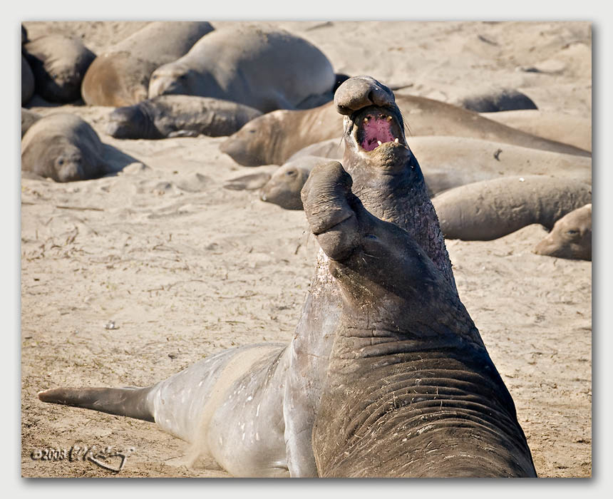 IMAGE: http://www.edrotberg.org/images/Canon%20DPF/Elephant%20Seal%20testosterone%20rage.jpg